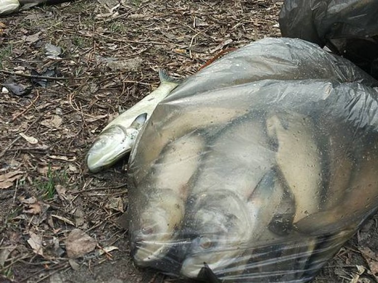 В Николаевской области начала массово гнить рыба