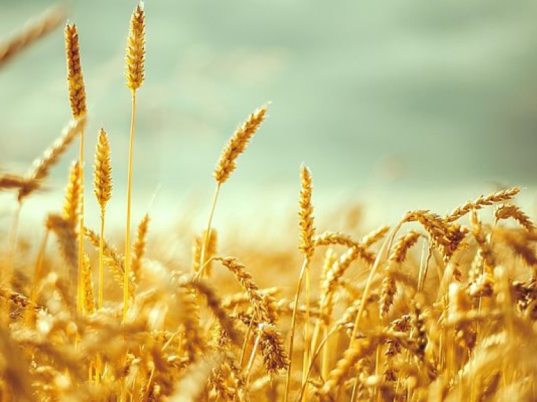 С начала года Украина экспортировала почти четыре миллиона тонн зерна