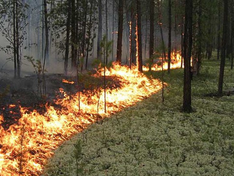 В Запорожской области горели пять гектаров леса