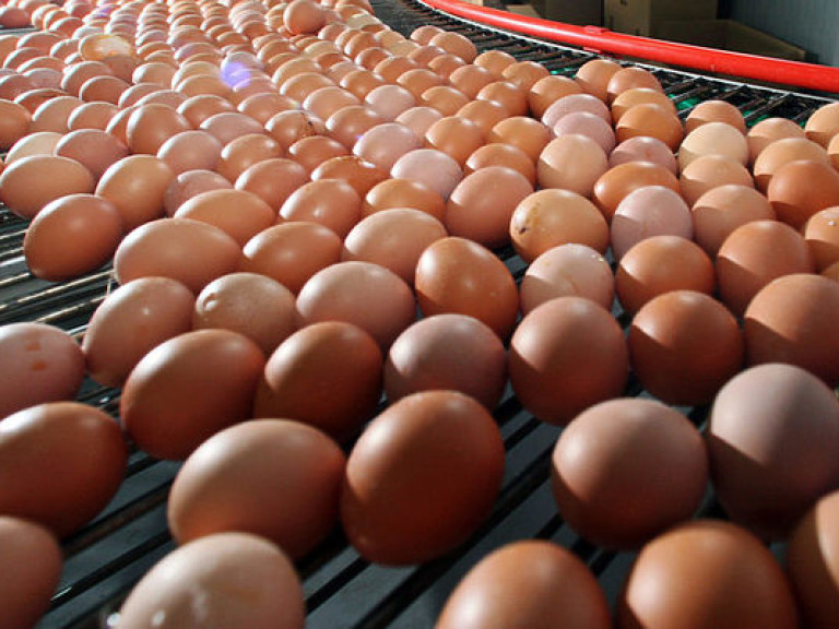 Скандал с куриными яйцами в ЕС Украину не затронет – эксперт