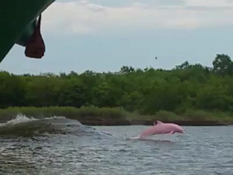 В США засняли на фото розовых дельфинов (ФОТО, ВИДЕО)