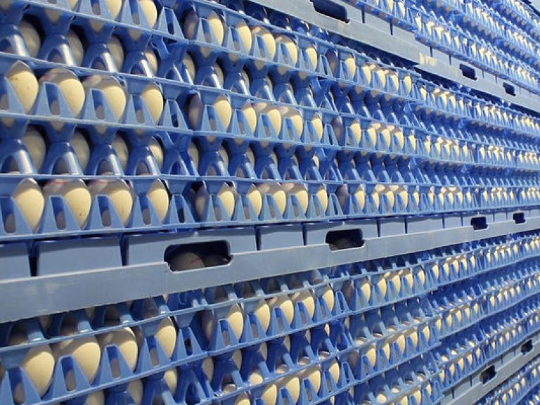 В Испании обнаружили 20 тысяч яиц, зараженных пестицидом