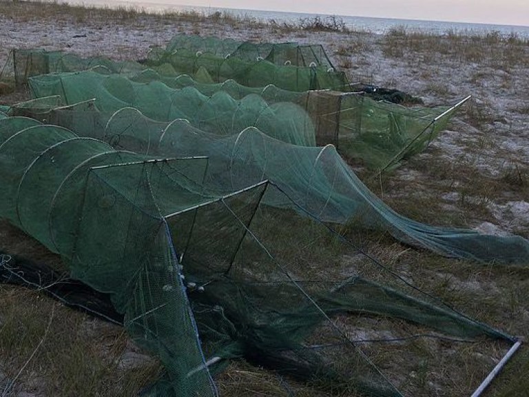 В Херсонской области задержали браконьеров с уловом крабов и креветок на 5 миллионов гривен (ФОТО)