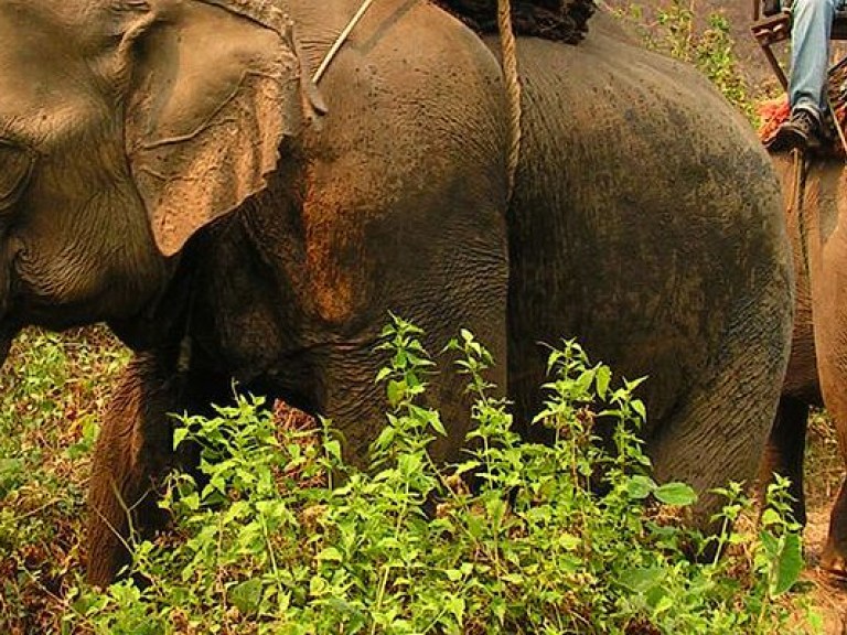 В Индии застрелили раздавившего 15 человек слона