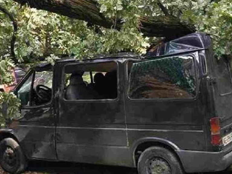 В Киеве дерево упало на припаркованный Ford (ФОТО)