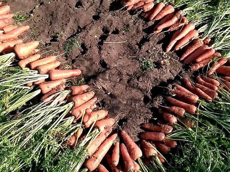 Агроном рассказал, как защитить урожай огурцов и моркови на дачных участках