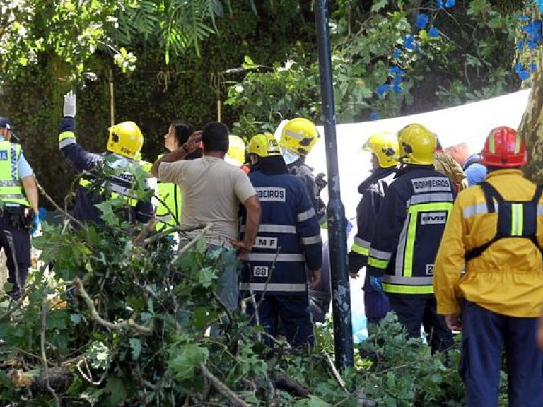 Жертвами падения 200-летнего дуба на португальском острове Мадейра стали 13 паломников (ФОТО)