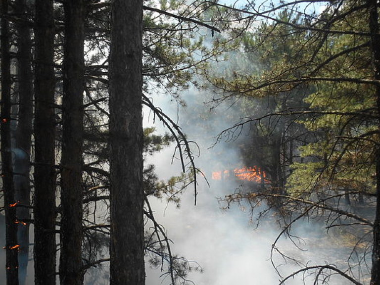 К тушению лесного пожара в Харьковской области привлекли авиацию