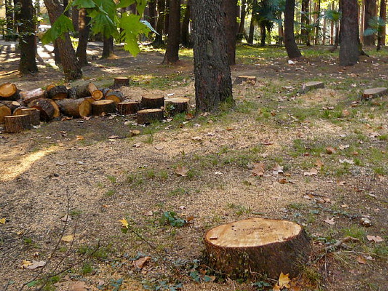 На Закарпатье с начала года незаконно вырубили лес на 6 миллионов гривен
