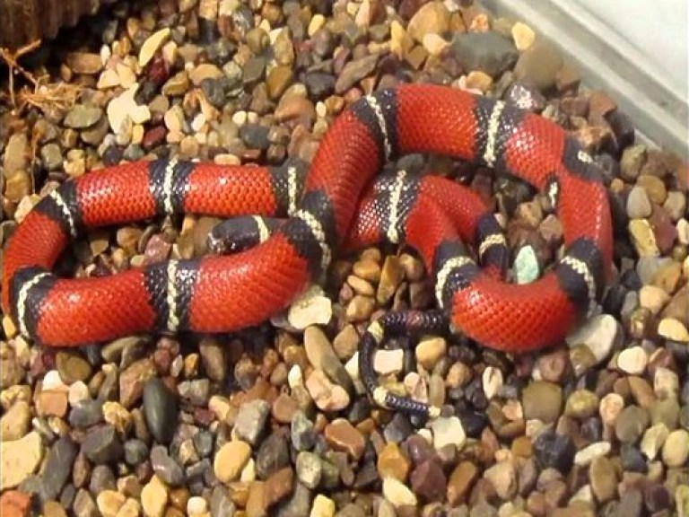 В одном из домов Киева обнаружили змею