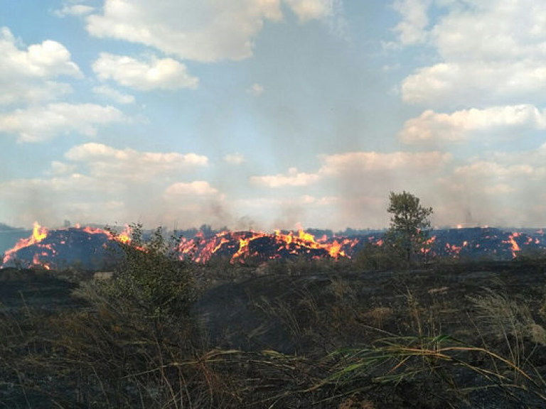 В Харьковской области потушили лесной пожар (ФОТО)