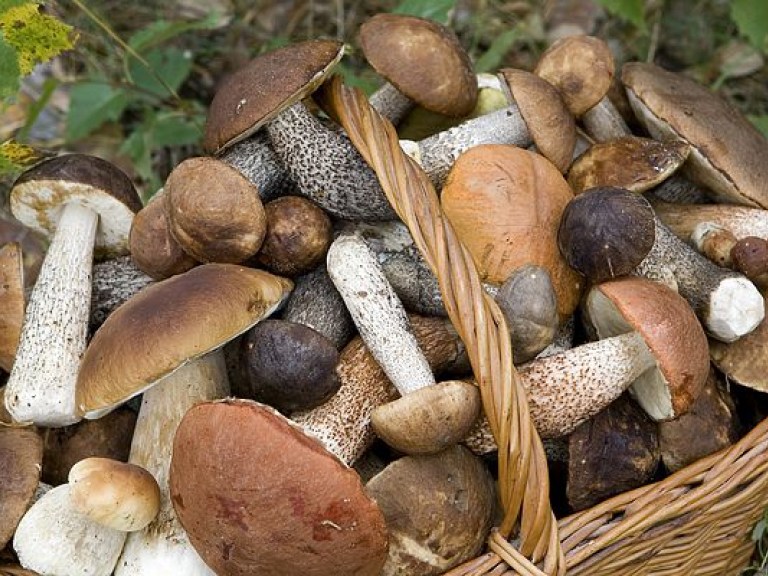 В Житомирской области два человека отравились грибами и попали в реанимацию