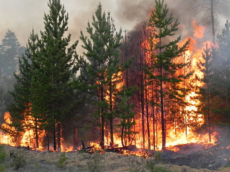 В Днепропетровской области загорелось 20 гектаров леса