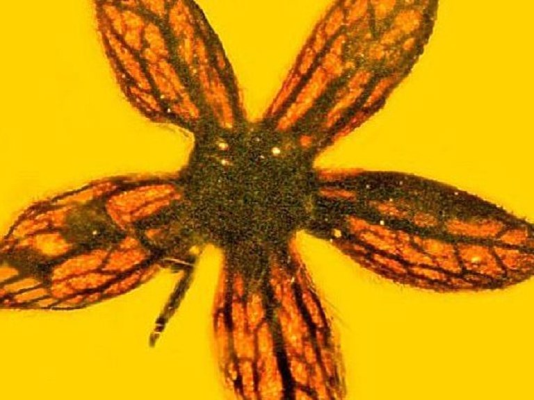 Ученые обнаружили в янтаре семь удивительных цветков  возрастом 100 миллионов лет