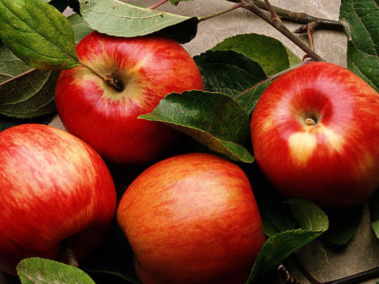 Историк-народовед: C 19 августа в православной традиции разрешалось освятить и есть яблоки