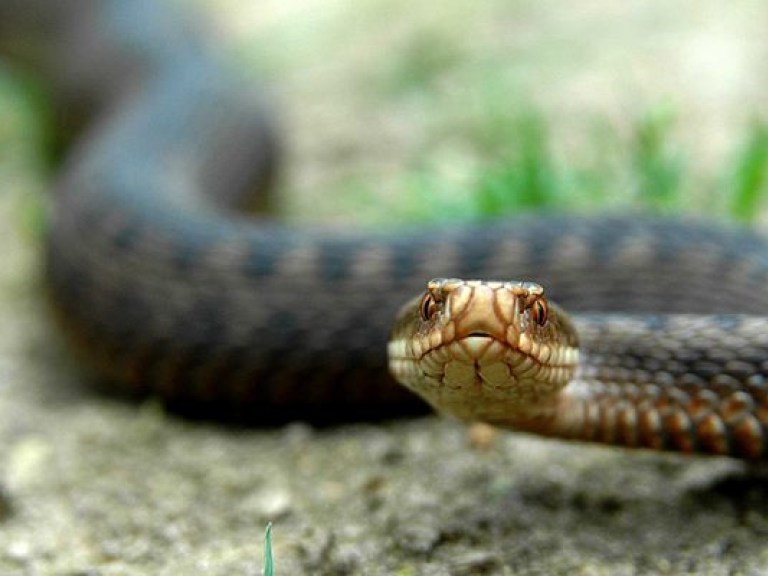 Нашествие змей: как спастись от укусов?