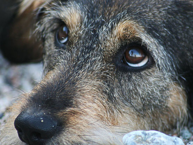 Несмотря на доказательства, дела об издевательствах над животными в Украине редко возбуждаются – правозащитник
