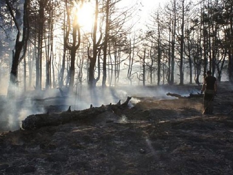 В Запорожье на острове Хортица горело два гектара хвойного леса (ФОТО)