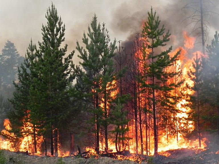В Житомирской области горит заповедник (ФОТО)