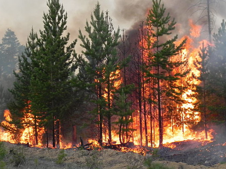 На горе Карачун на Донбассе горел лес, не тушили из-за мин – Жебривский