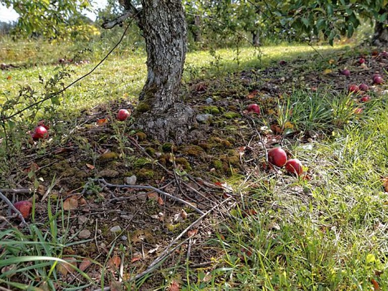 Все упавшие с дерева яблоки нужно собрать, чтобы не допустить заражения растений &#8212; агроном