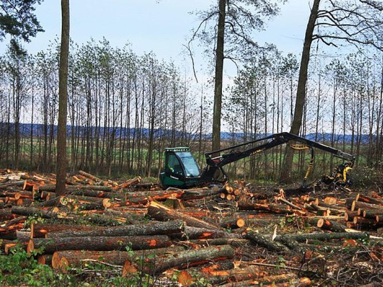Вырубка леса в Украине доведет страну до экологической катастрофы – эксперт