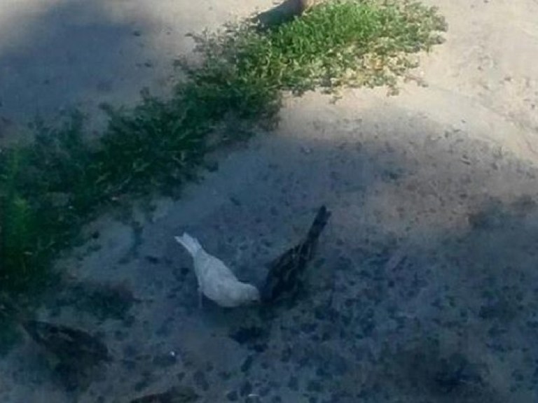 В Киеве на Троещие обнаружили белых птиц неизвестной породы (ФОТО)