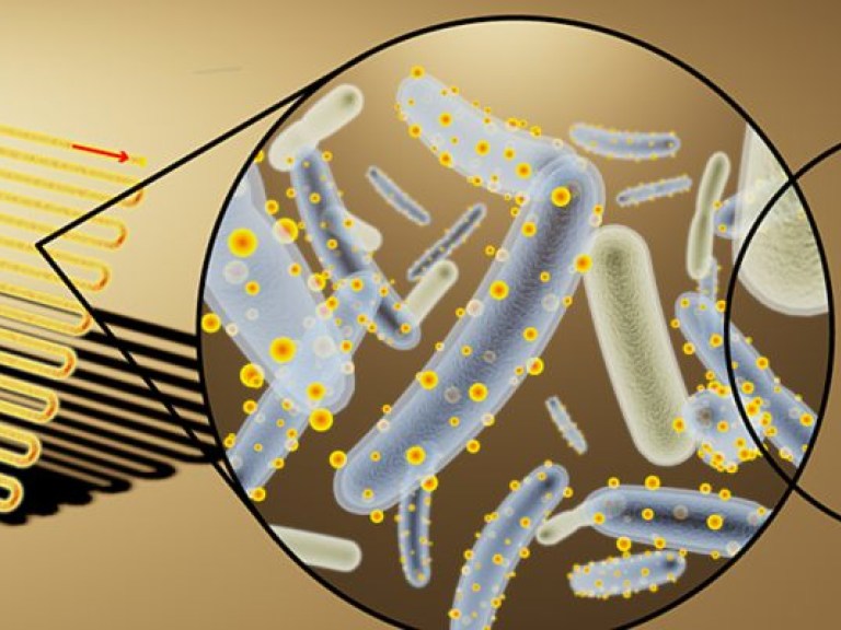 Ученые разработали способ производства нанокристаллов с помощью микробов-киборгов (ФОТО)