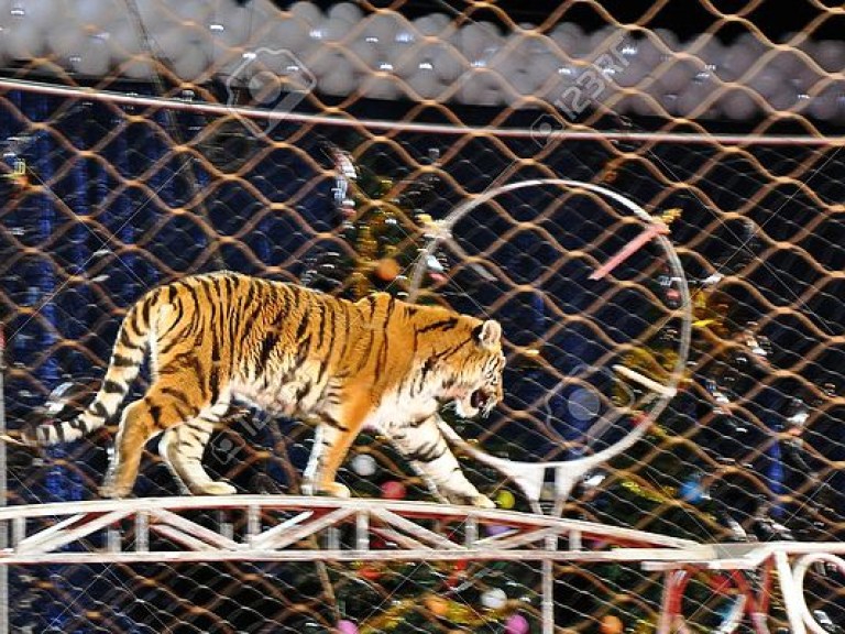 В китайском цирке тигр напал на дрессировщика (ВИДЕО)