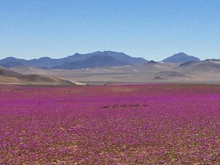 Самая засушливая пустыня в мире покрылась цветами (ФОТО)