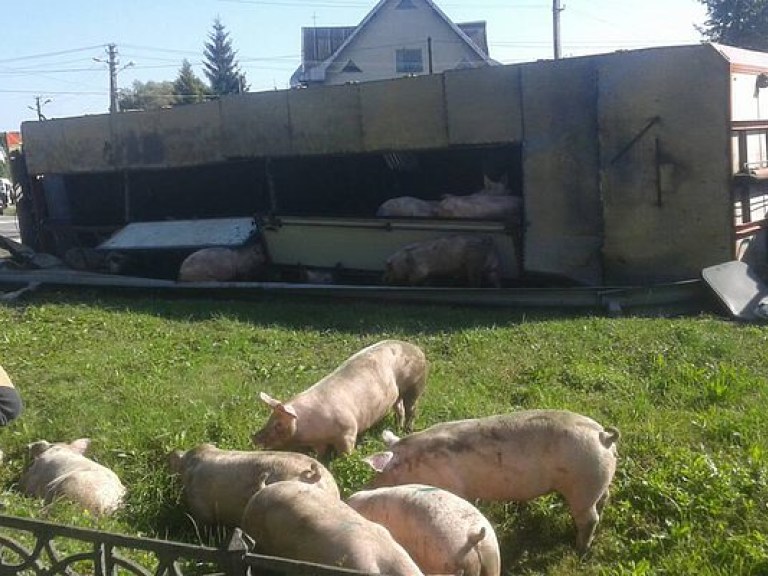 На Прикарпатье перевернулась фура с живыми свиньями (ФОТО)