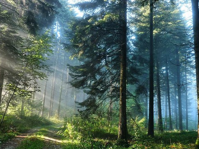 На Волыни леса массово уничтожают вредители: Специалисты предупреждают об экологической катастрофе