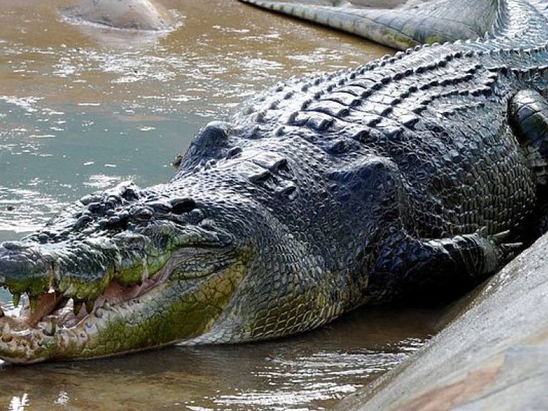 Малайзийский рыбак отбился от крокодила голыми руками