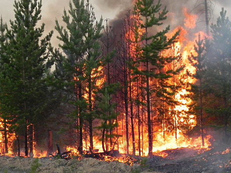 Заблудившийся в лесу в Черногории поляк устроил масштабный пожар, чтобы его заметили