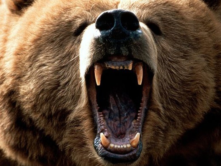 В России медведь  смертельно ранил пожилого охотника