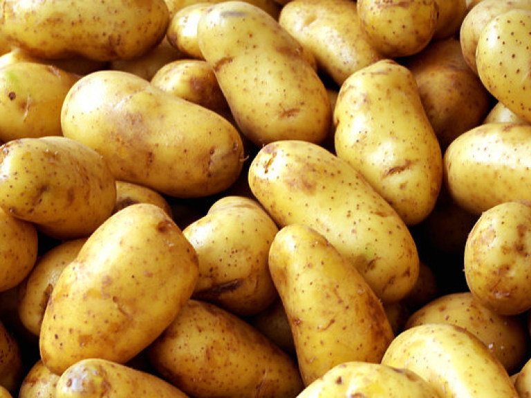 Осенью украинцам не стоит ждать дешевого картофеля &#8212; эксперт