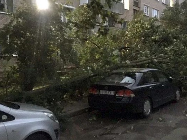 В Минске ураганным ветром свалило остановку и деревья, есть пострадавшие (ФОТО)