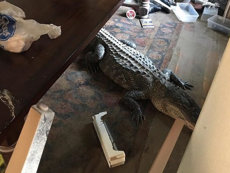 В Техасе аллигатор спрятался от урагана «Харви» в жилом доме (ФОТО)