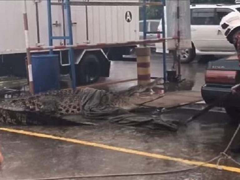 В Малайзии поймали крокодила возле магазина (ФОТО, ВИДЕО)