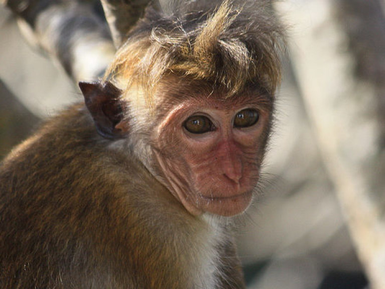 В Индии в лесу обнаружили 12 обезьян, умерших от сердечного приступа (ФОТО)