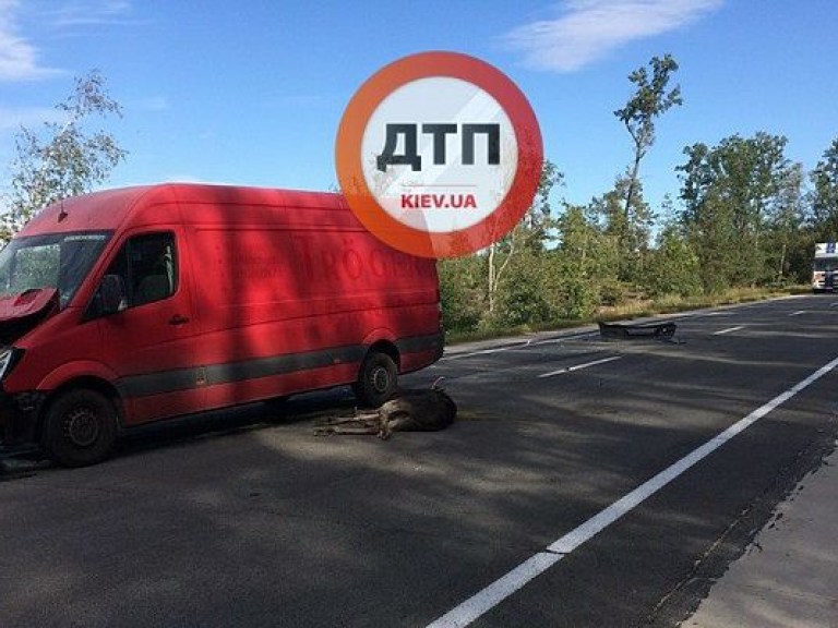 Водитель Mercedes сбил лося на границе Житомирской и Киевской областей (ФОТО)