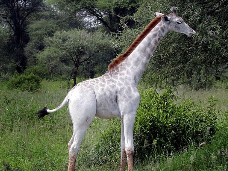 В Африке сняли на видео редчайших белых жирафов