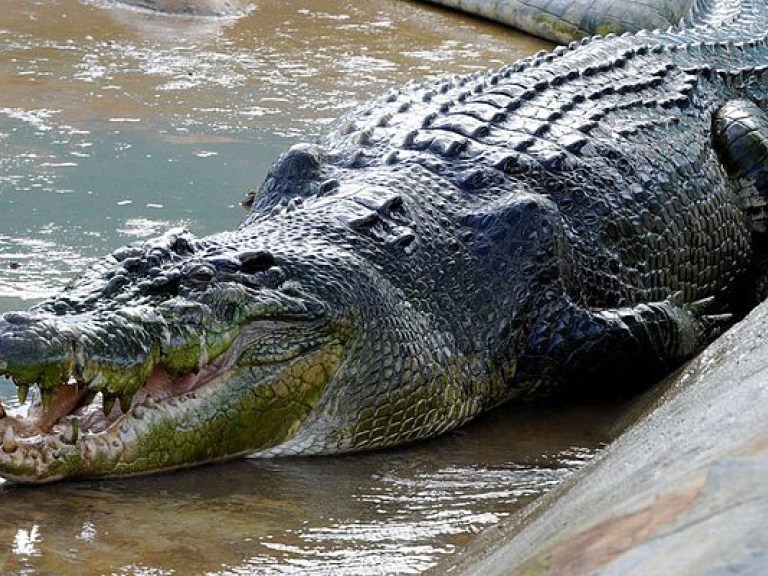 На Шри-Ланке крокодил растерзал британского журналиста