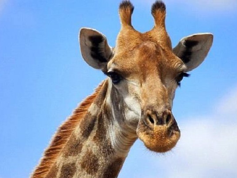 Зачем жирафу длинная шея: ученые нашли новое объяснение