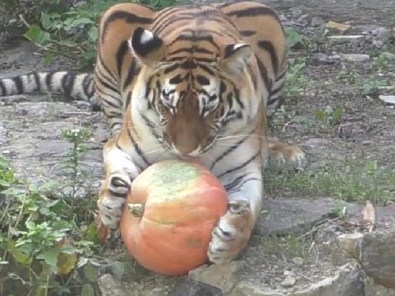 В киевском зоопарке показали, как тигр играется с тыквой (ВИДЕО)