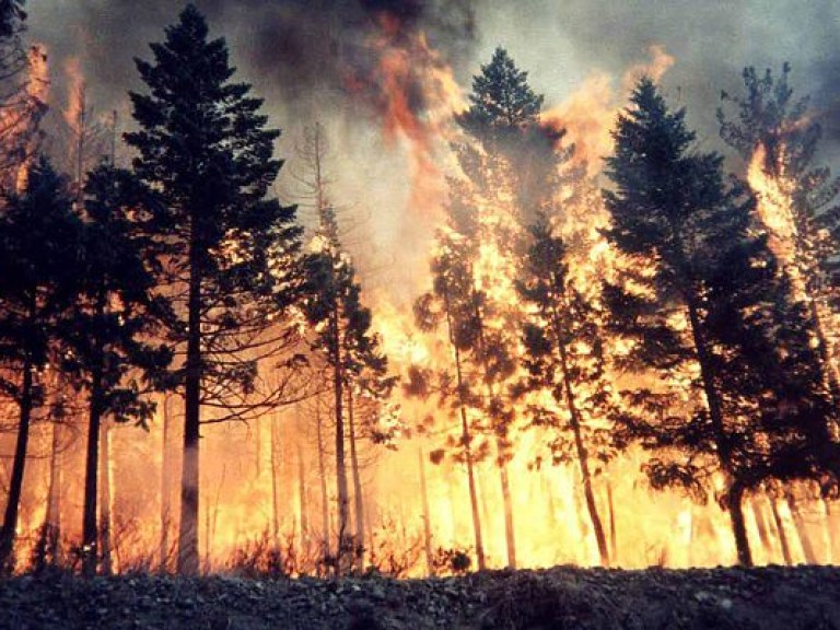 Под Киевом возросло количество пожаров