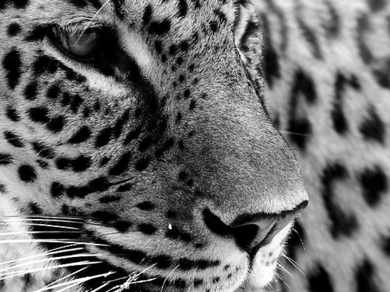 Американским зоологам удалось поймать в объектив камеры редкий вид ягуара (ВИДЕО)