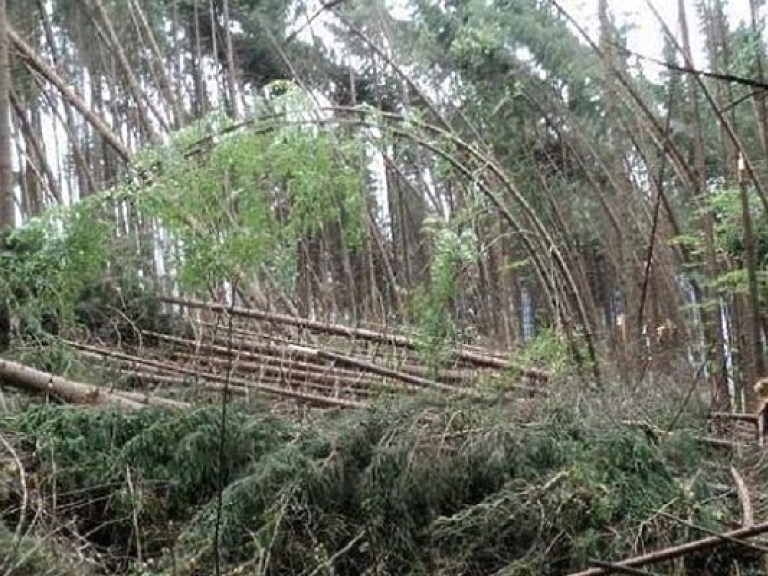 Ураган на Закарпатье повалил более 300 гектаров леса (ФОТО)