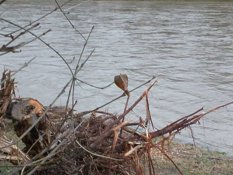 Жителей Закарпатья предупредили о повышении уровня воды в реках