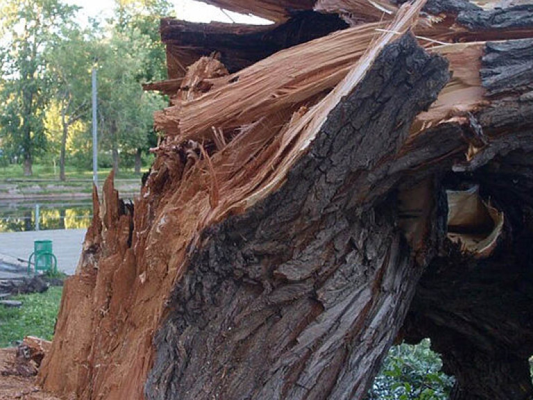 В Днепре ветром свалило дерево, к пострадавшей девушке приехали врачи (ФОТО)